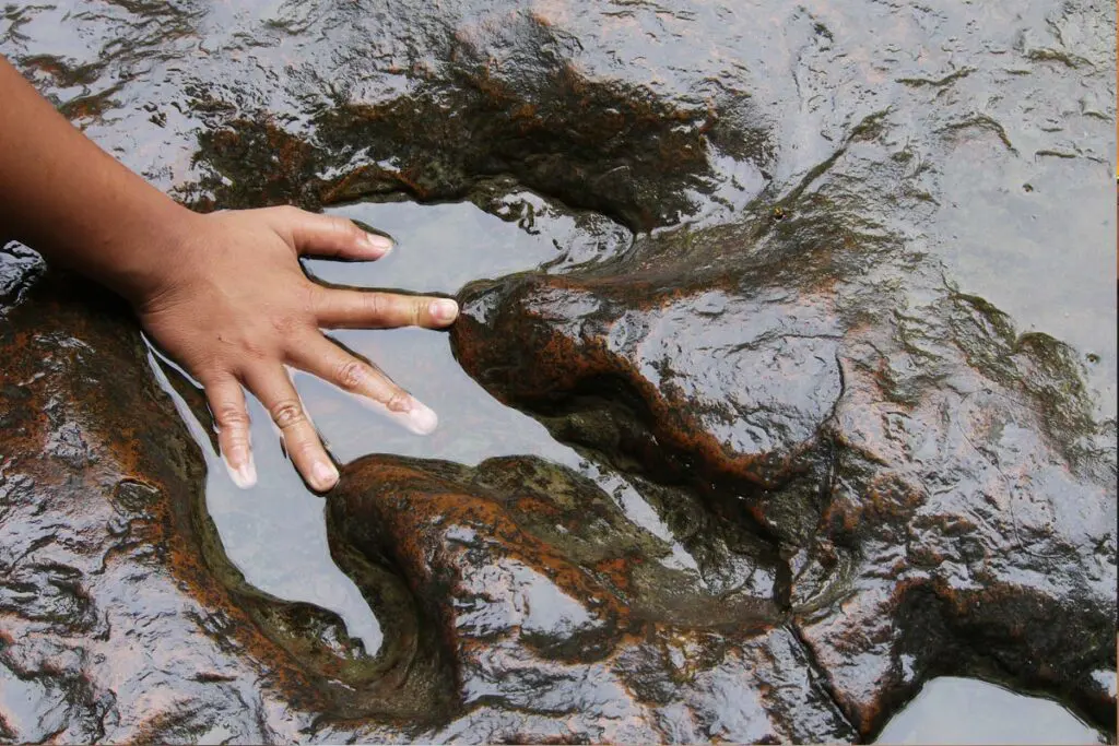 child touching a dinosaur footprint