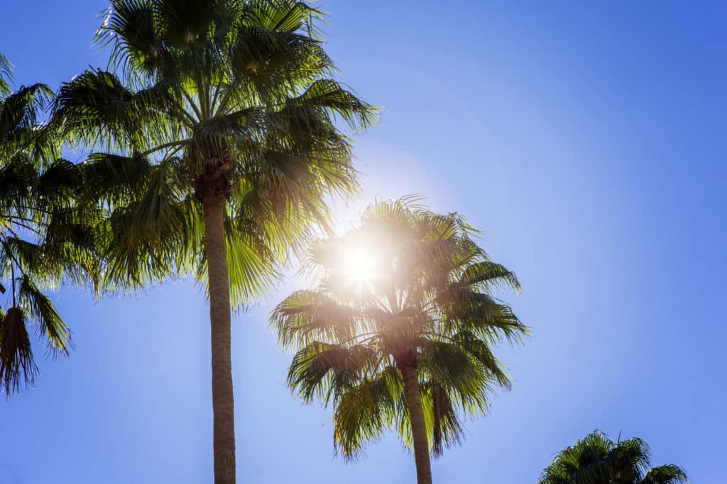 Sun shining through palm trees, on a blue background. The sun gives flare light in the lens, coming through the palm trees, shot in Florida, USA.